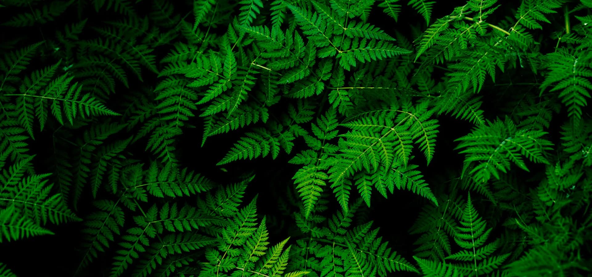 Green ferns representing action for a sustainable future